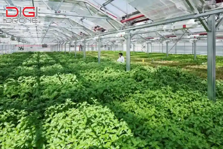 nông nghiệp hữu cơ nông nghiệp hữu cơ