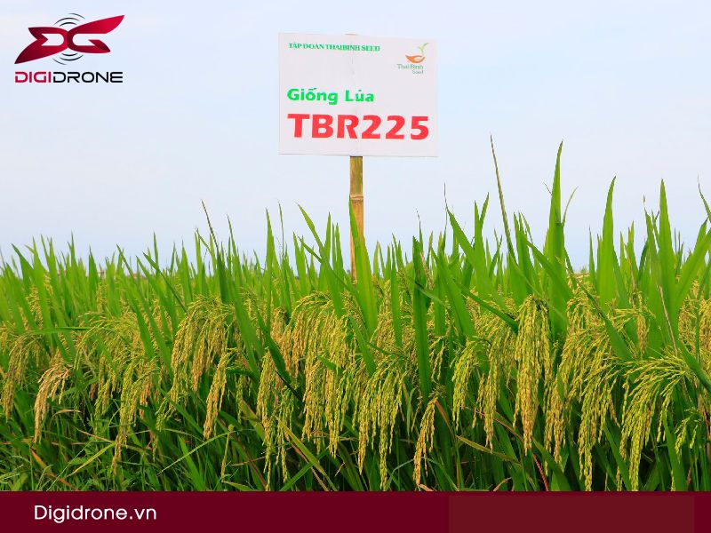 Giống lúa TBR225 kỹ thuật canh tác & đặc điểm gieo trồng