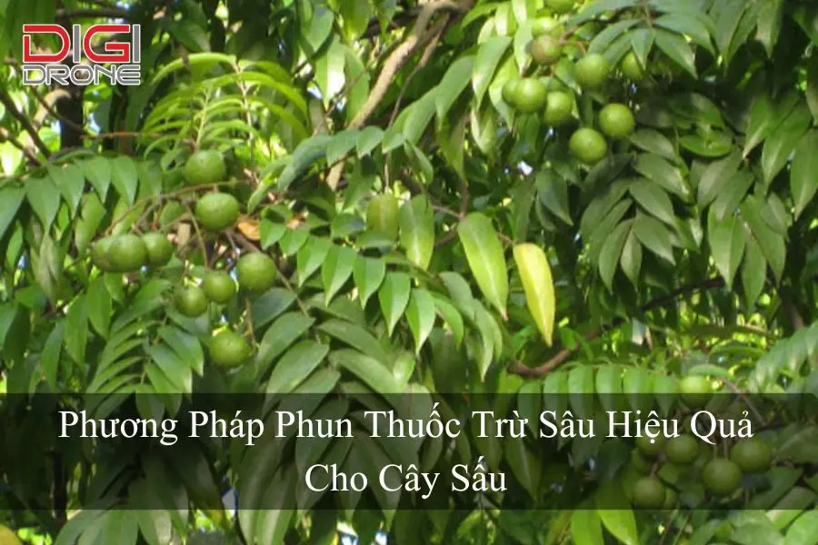 Phương Pháp Phun Thuốc Trừ Sâu Hiệu Quả Cho Cây Sấu