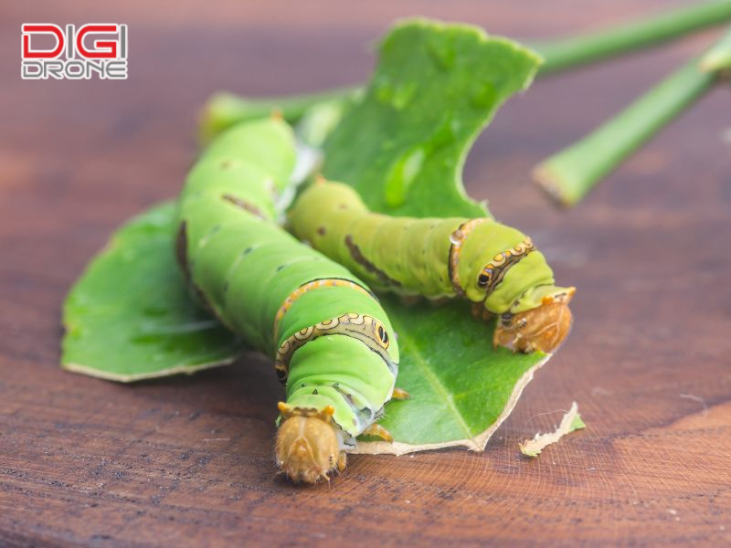 Biện pháp phòng trừ sâu xanh hiệu quả
