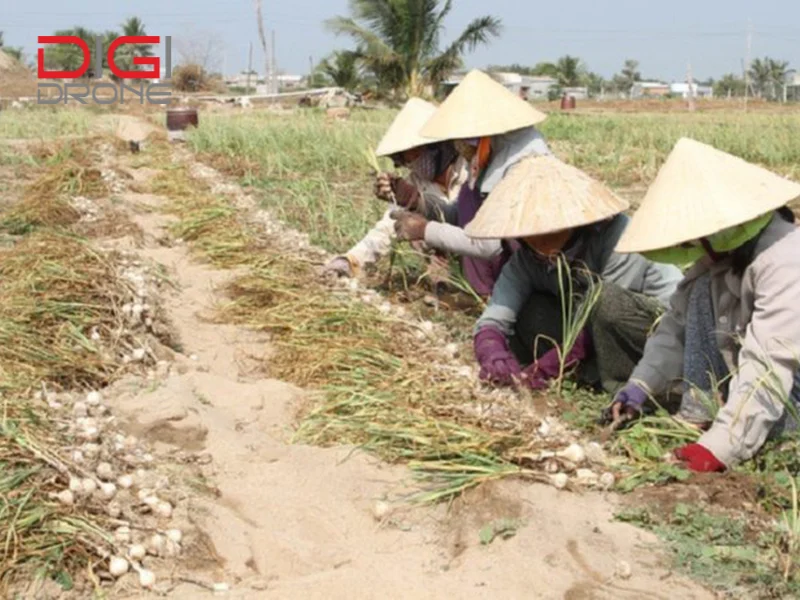 Phương pháp bón phân cho tỏi