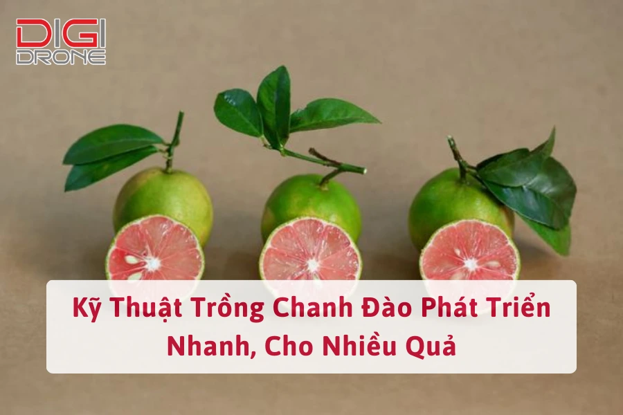 Kỹ Thuật Trồng Chanh Đào Phát Triển Nhanh, Cho Nhiều Quả