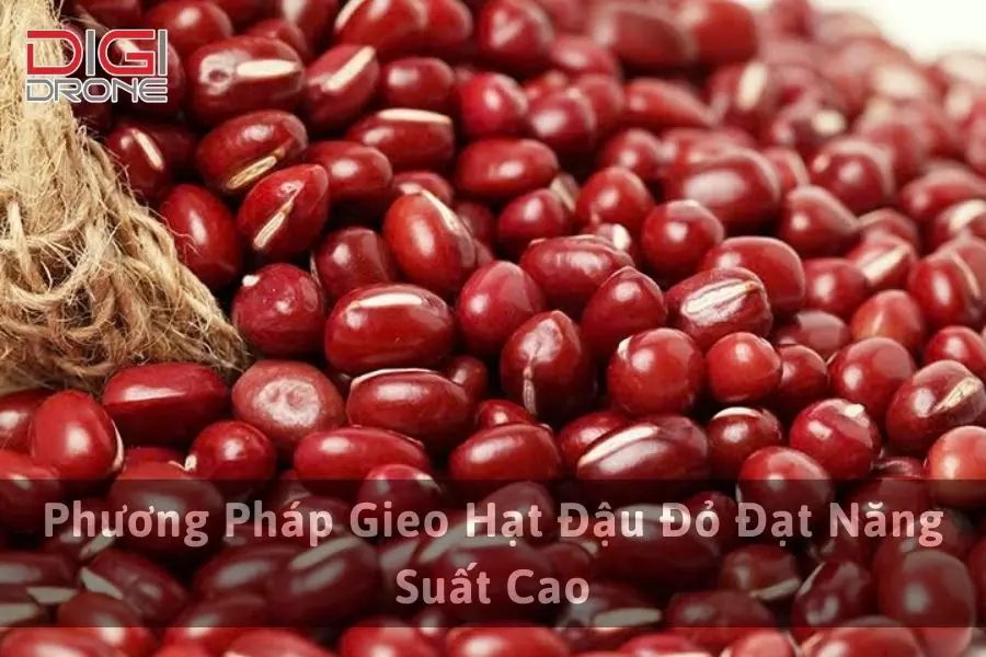 Phương Pháp Gieo Hạt Đậu Đỏ Đạt Năng Suất Cao