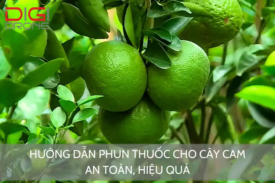 Hướng Dẫn Phun Thuốc Cho Cây Cam An Toàn, Hiệu Quả