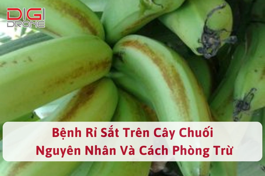 Bệnh Rỉ Sắt Trên Cây Chuối | Nguyên Nhân Và Cách Phòng Trừ