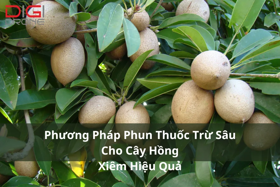 Phương Pháp Phun Thuốc Trừ Sâu Cho Cây Hồng Xiêm Hiệu Quả