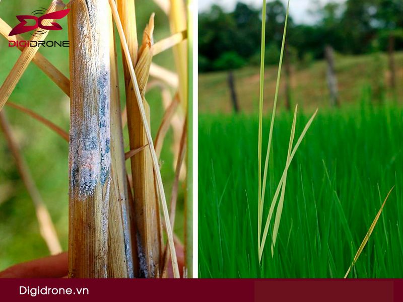 Bệnh lúa von: Đặc điểm & cách phòng trừ hiệu quả