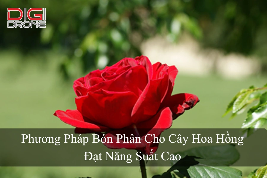 Phương Pháp Bón Phân Cho Cây Hoa Hồng Đạt Năng Suất Cao