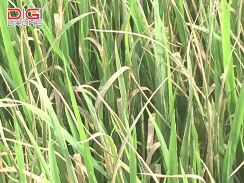 Quản lý tổng hợp để kiểm soát bệnh lâu dài