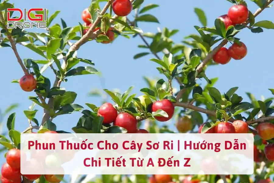 Phun Thuốc Cho Cây Sơ Ri | Hướng Dẫn Chi Tiết Từ A Đến Z