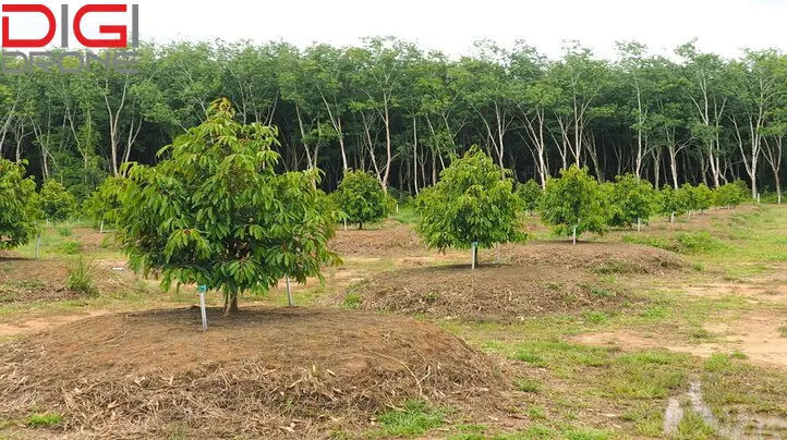 kỹ thuật trồng sầu riêng ở tây nguyên