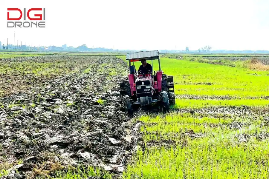 phương pháp gieo hạt đậu đen