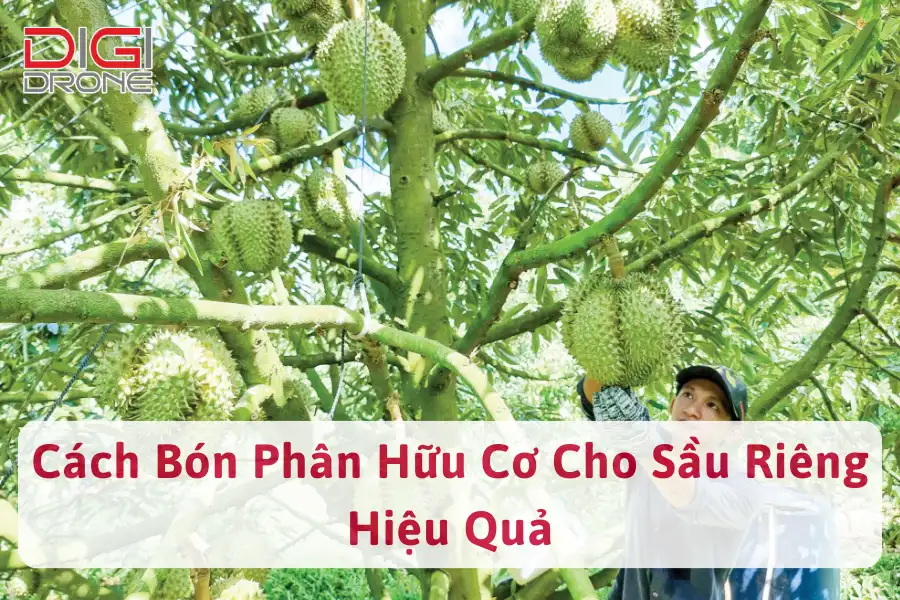 [Hướng Dẫn] Cách Bón Phân Hữu Cơ Cho Sầu Riêng Hiệu Quả