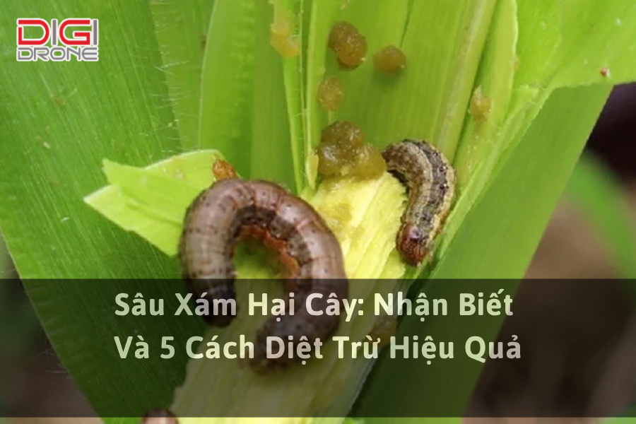 Sâu Xám Hại Cây: Nhận Biết Và 5 Cách Diệt Trừ Hiệu Quả