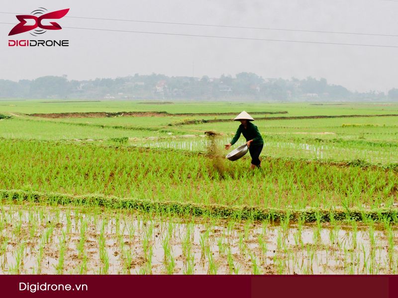 Lúa bị bệnh đạo ôn: Dấu hiệu & cách phòng bệnh