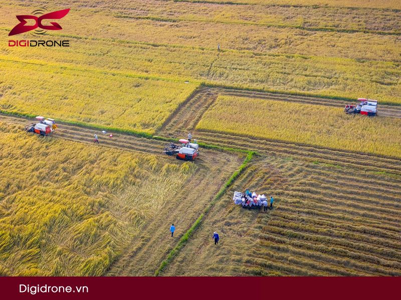 Vụ mùa lúa vào tháng mấy hàng năm?