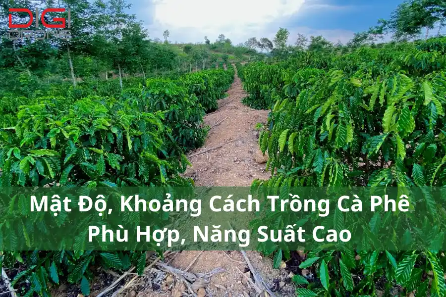 Mật Độ, Khoảng Cách Trồng Cà Phê Phù Hợp, Năng Suất Cao