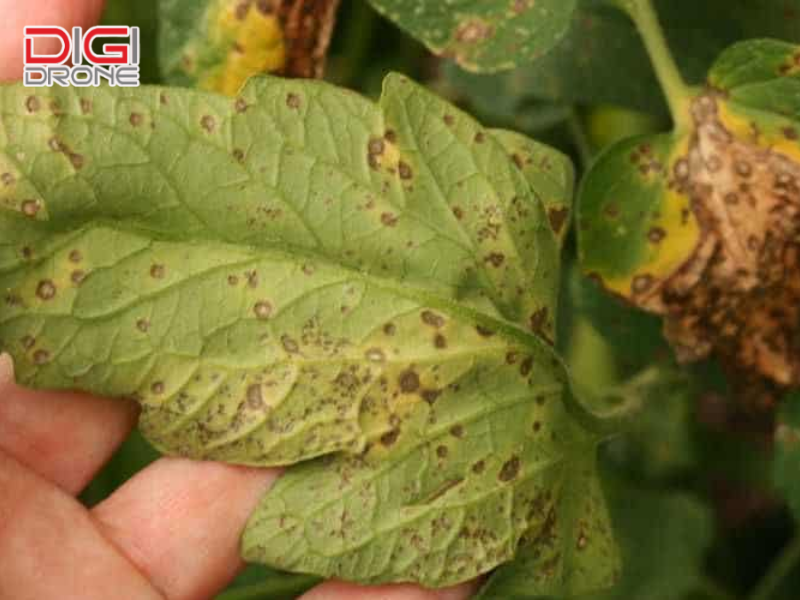 Lưu ý quan trọng để bảo vệ vườn cây bền vững