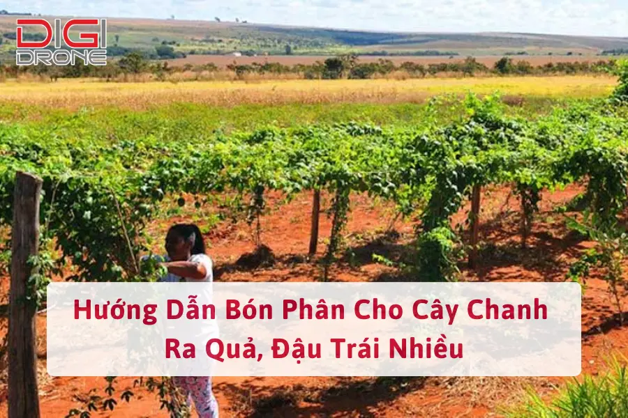 Hướng Dẫn Bón Phân Cho Cây Chanh Ra Quả, Đậu Trái Nhiều