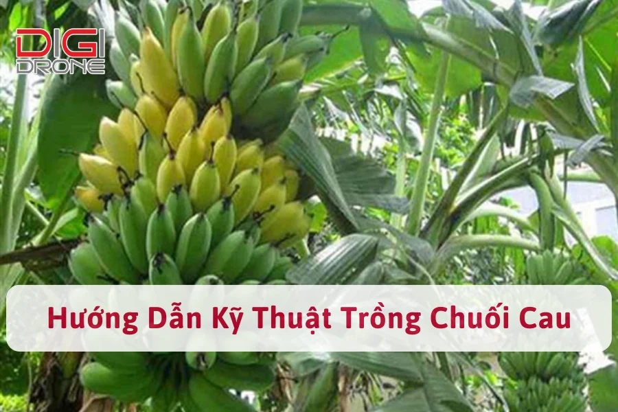 Hướng Dẫn Kỹ Thuật Trồng Chuối Cau Đúng Cách, Hiệu Quả