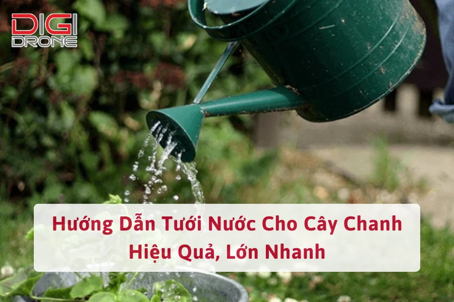 Hướng Dẫn Tưới Nước Cho Cây Chanh Hiệu Quả, Lớn Nhanh