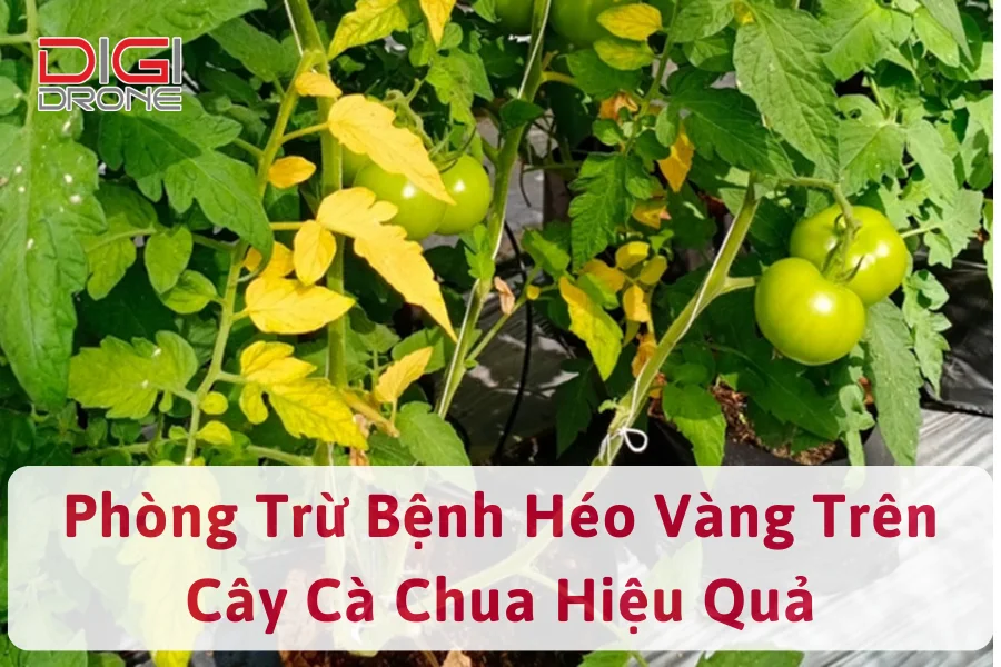 Bệnh Héo Vàng Cà Chua | Nguyên Nhân Và Cách Phòng Trừ