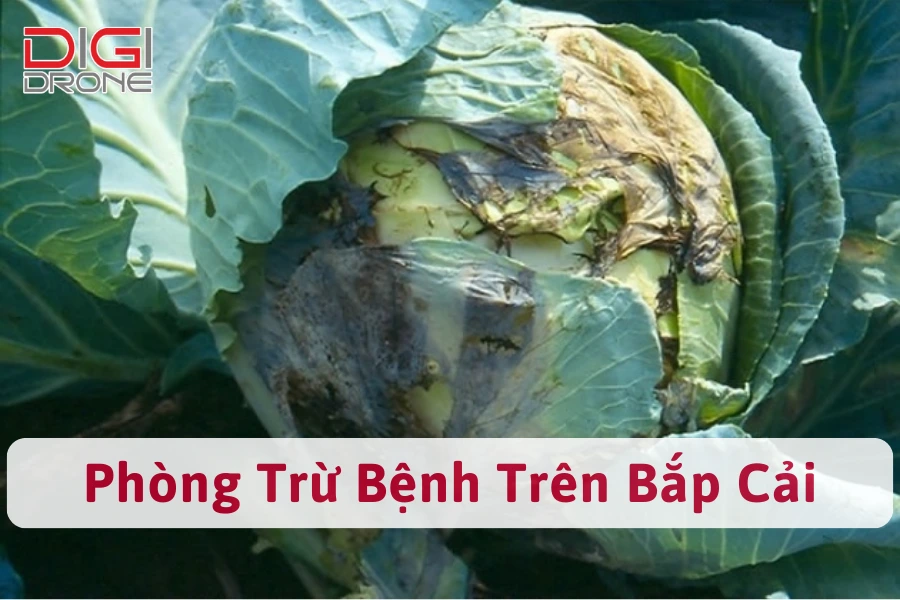 Bệnh Trên Bắp Cải | Nguyên Nhân Và Cách Phòng Trừ