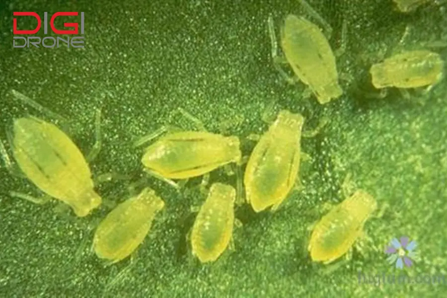 Rầy mềm (Toxoptera aurantii) hại bưởi da xanh