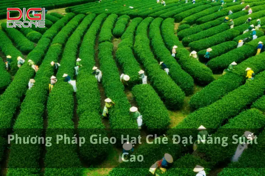 Phương Pháp Gieo Hạt Chè Đạt Năng Suất Cao