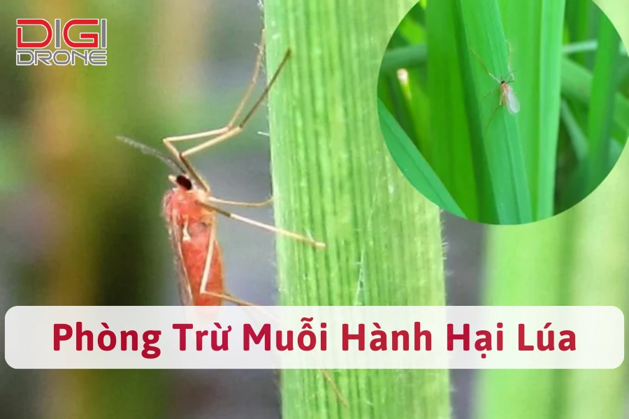 Bệnh Muỗi Hành Hại Lúa | Nguyên Nhân Và Cách Phòng Trừ