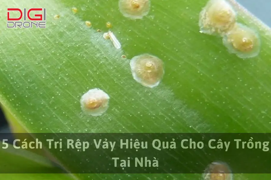 5 Cách Trị Rệp Vảy Hiệu Quả Cho Cây Trồng Tại Nhà