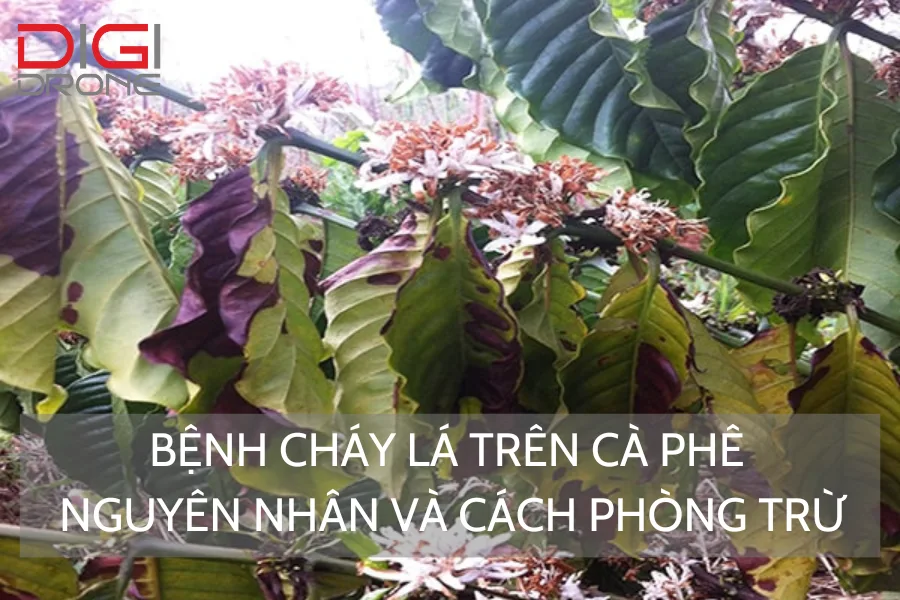 Bệnh Cháy Lá Trên Cà Phê | Nguyên Nhân Và Cách Phòng Trừ