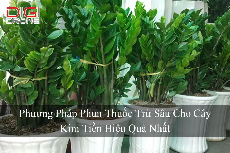 Phương Pháp Phun Thuốc Trừ Sâu Cho Cây Kim Tiền Hiệu Quả Nhất