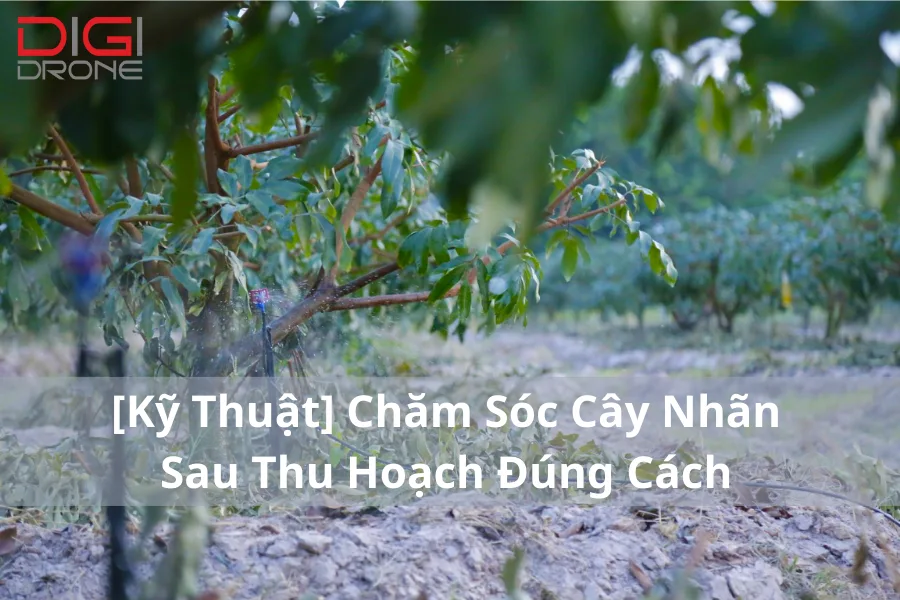 [Kỹ Thuật] Chăm Sóc Cây Nhãn Sau Thu Hoạch Đúng Cách