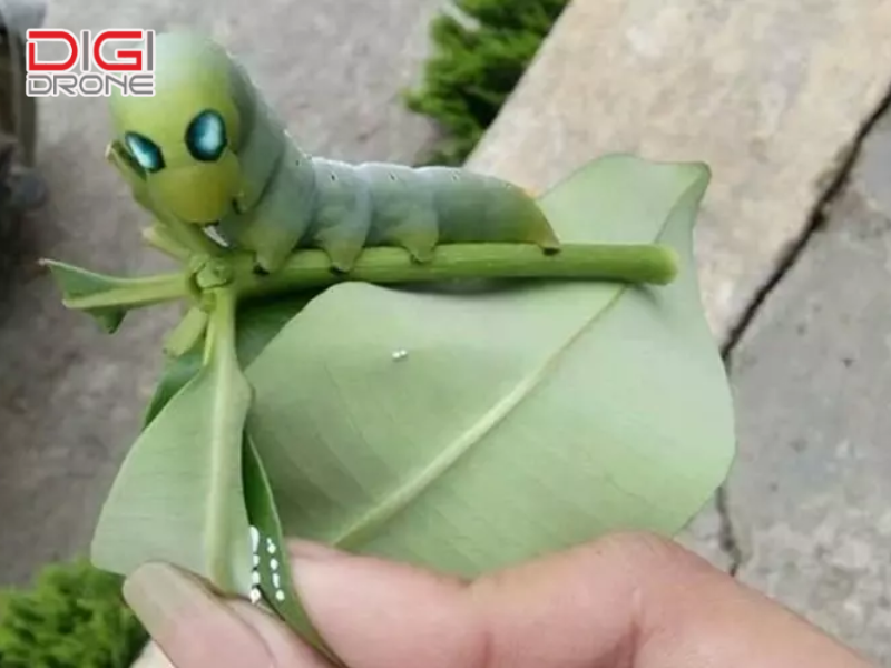 Các loại sâu xanh phổ biến và cây ký chủ
