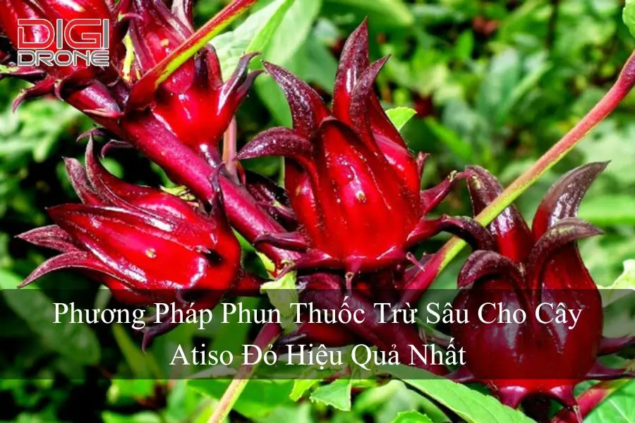 Phương Pháp Phun Thuốc Trừ Sâu Cho Cây Atiso Đỏ Hiệu Quả Nhất