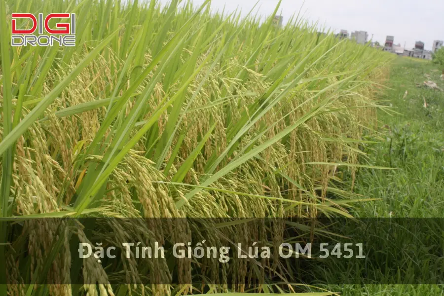 Đặc Tính Giống Lúa OM 5451