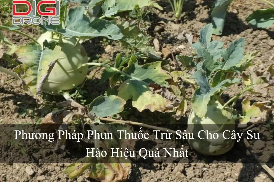 Phương Pháp Phun Thuốc Trừ Sâu Cho Cây Su Hào Hiệu Quả Nhất