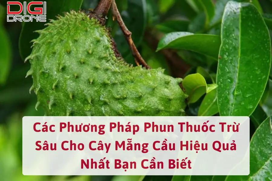 Các Phương Pháp Phun Thuốc Trừ Sâu Cho Cây Mẵng Cầu Hiệu Quả Nhất Bạn Cần Biết