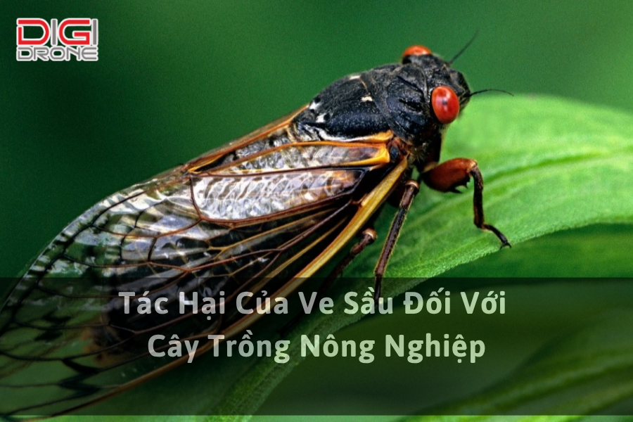 Tác Hại Của Ve Sầu Đối Với Cây Trồng Nông Nghiệp