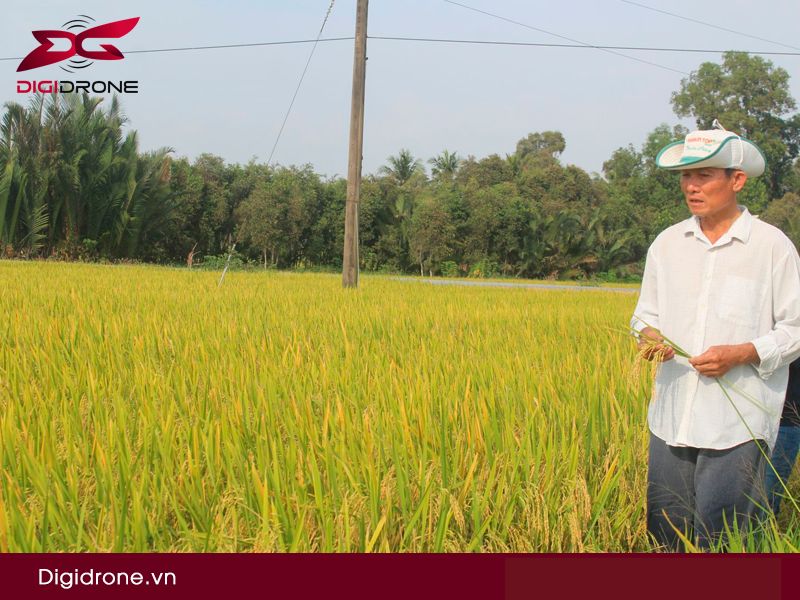 Giống lúa nếp 97: Đặc điểm canh tác & kỹ thuật gieo trồng