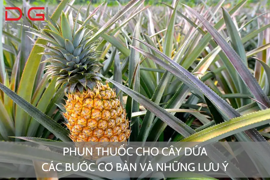 Phun Thuốc Cho Cây Dứa | Các Bước Cơ Bản Và Những Lưu Ý