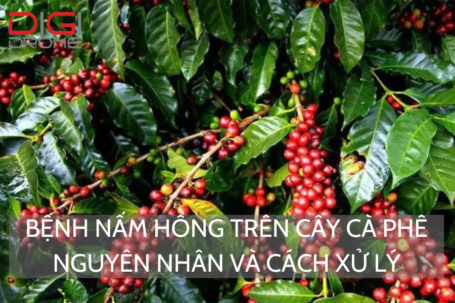 Bệnh Nấm Hồng Trên Cây Cà Phê | Nguyên Nhân Và Cách Xử Lý