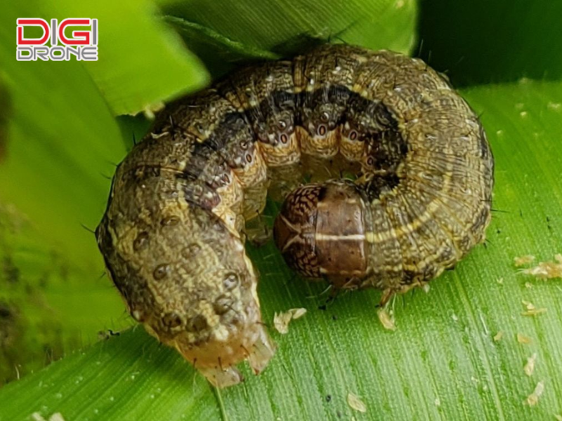 Dấu hiệu nhận biết sâu keo mùa thu chính xác