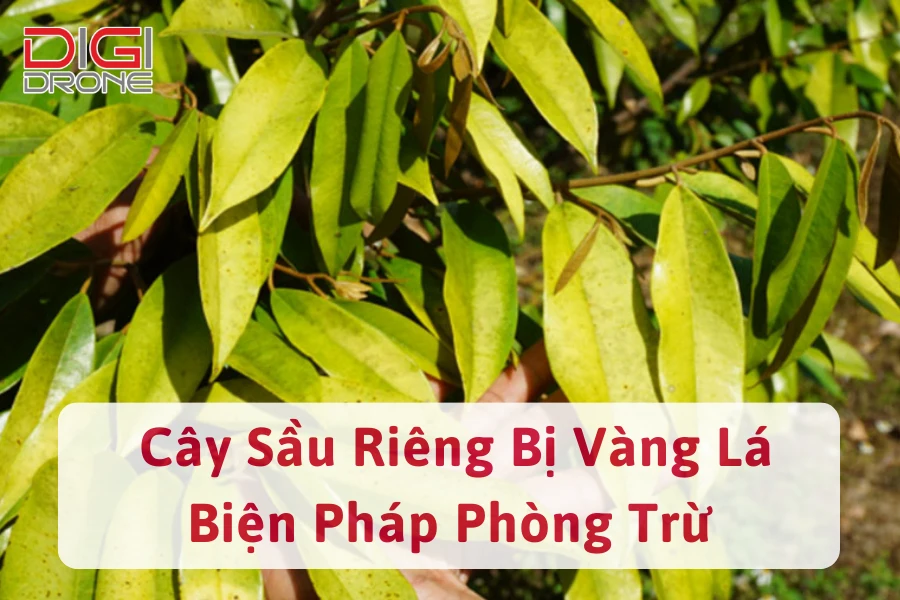 Nguyên Nhân Cây Sầu Riêng Bị Vàng Lá Và Biện Pháp Phòng Trừ