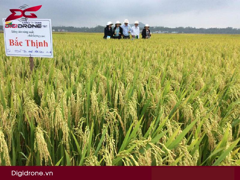 Giống lúa Bắc Thịnh: đặc tính gieo trồng & kỹ thuật canh tác