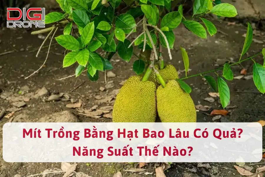 Mít Trồng Bằng Hạt Bao Lâu Có Quả? Năng Suất Thế Nào?