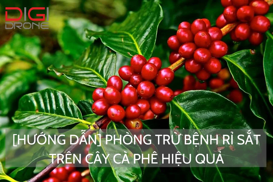 [Hướng Dẫn] Phòng Trừ Bệnh Rỉ Sắt Trên Cây Cà Phê Hiệu Quả