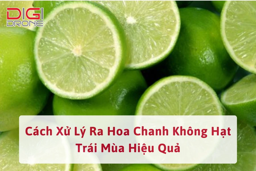 Cách Xử Lý Ra Hoa Chanh Không Hạt Trái Mùa Hiệu Quả