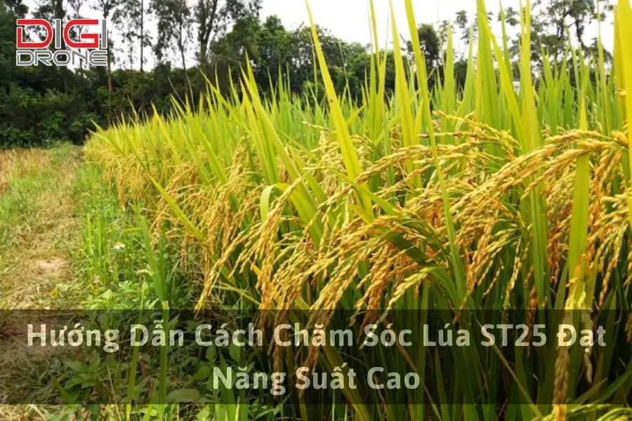 Hướng Dẫn Cách Chăm Sóc Lúa ST25 Đạt Năng Suất Cao